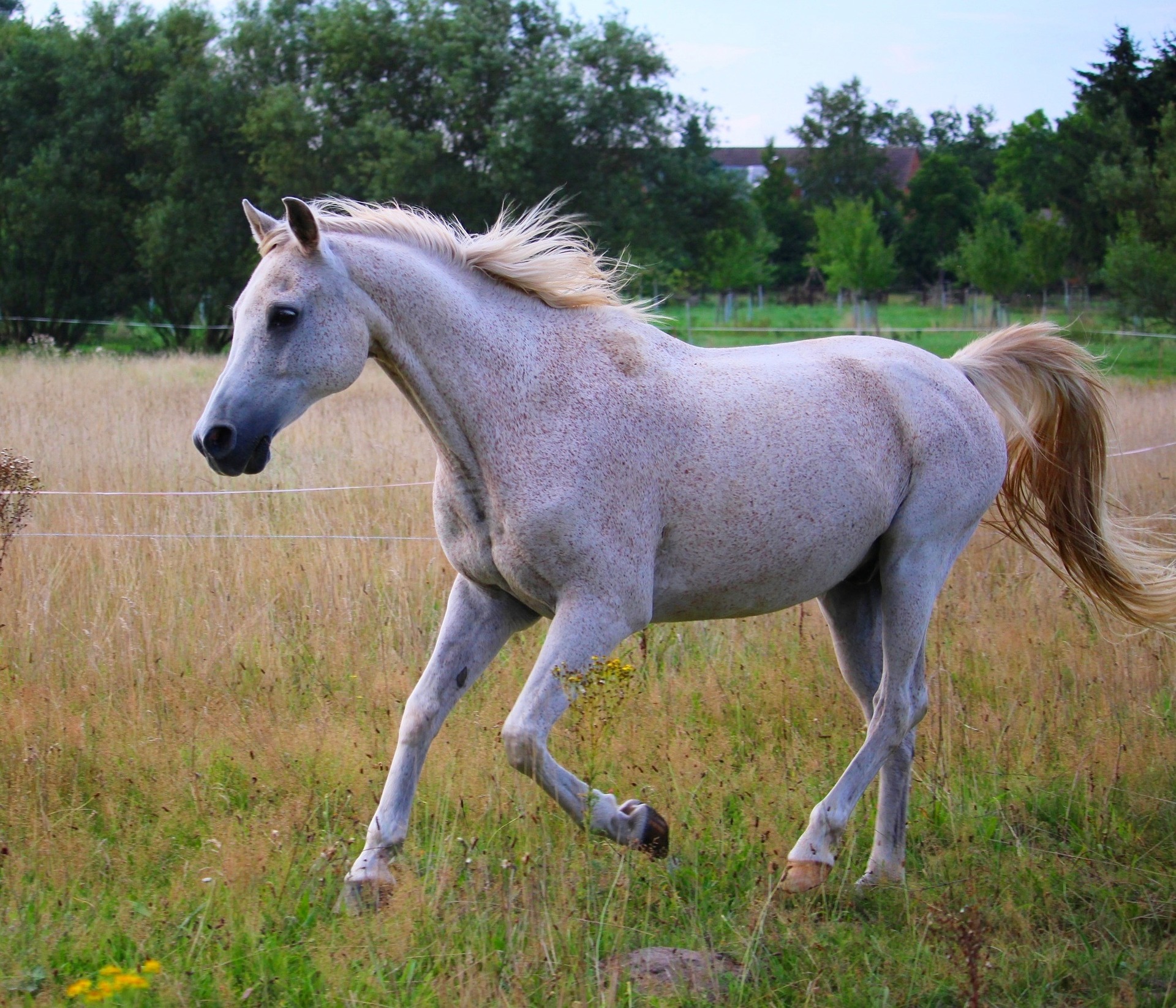 cours d'équitation - centre équestre Montmeyan